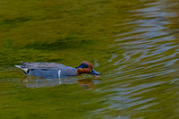 Green-winged Teal