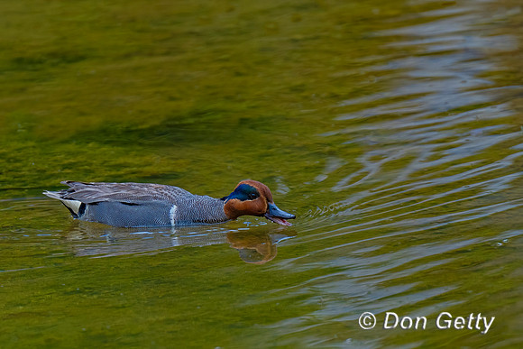 Green-winged Teal
