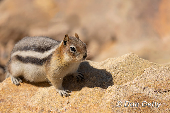 Golden-mantled ground Squirrel