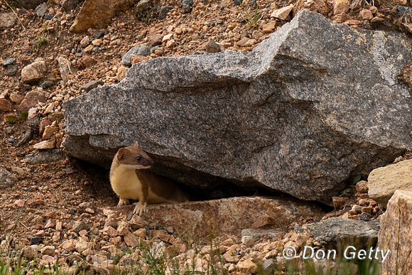 Long-tailed Weasel