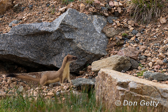 Long-tailed Weasel
