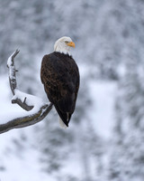 Bald Eagle