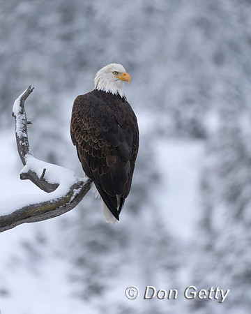 Bald Eagle