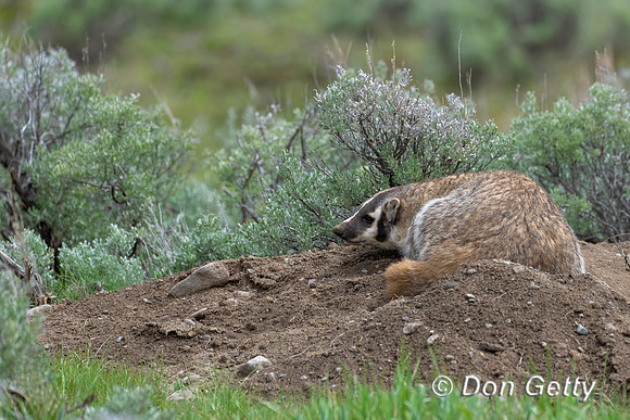 Badger