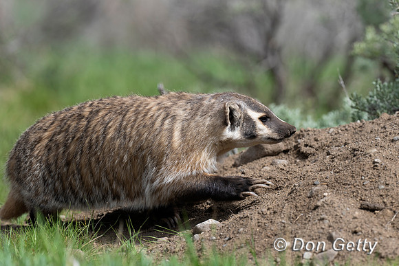 Badger