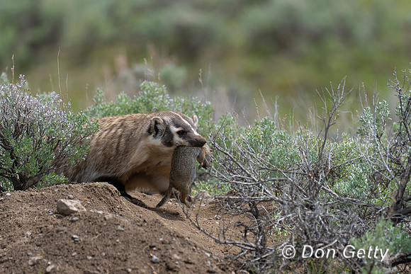 Badger