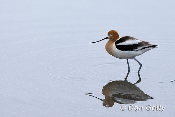 Avocet_DSC02113