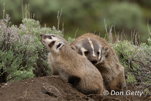 Badger