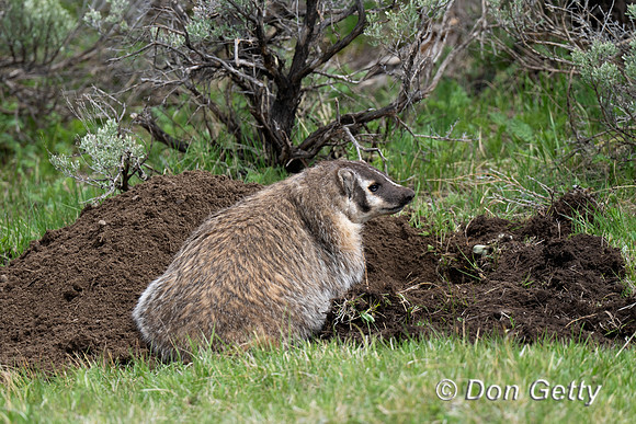 Badger