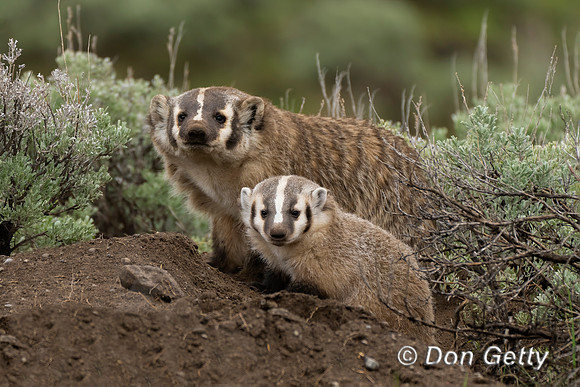 Badger