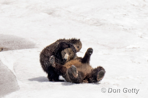 Grizzly Bear