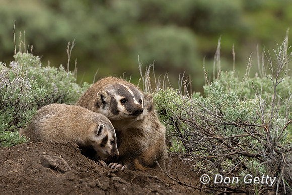 Badger