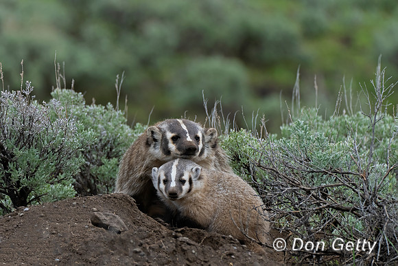 Badger