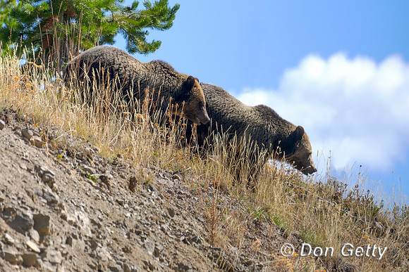 Grizzly Bear