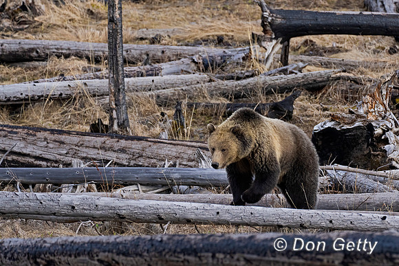 Grizzly Bear