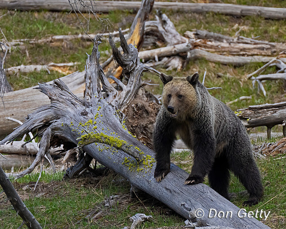 Grizzly Bear