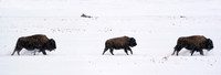 Bison