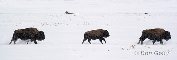 Bison