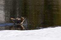 Coyote