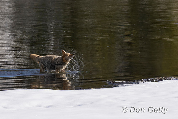 Coyote