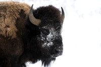 Bison