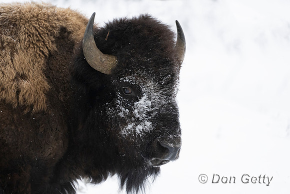Bison