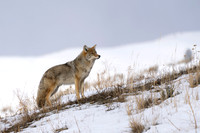 Coyote