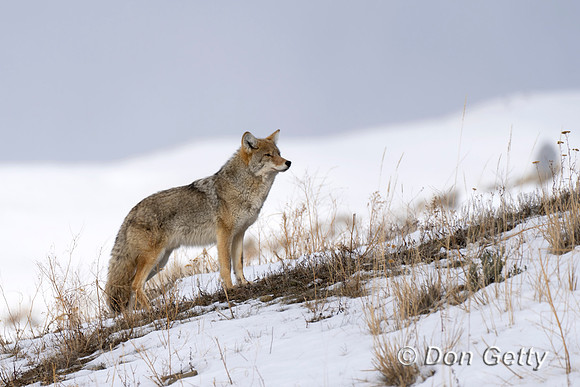 Coyote
