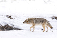 Coyote