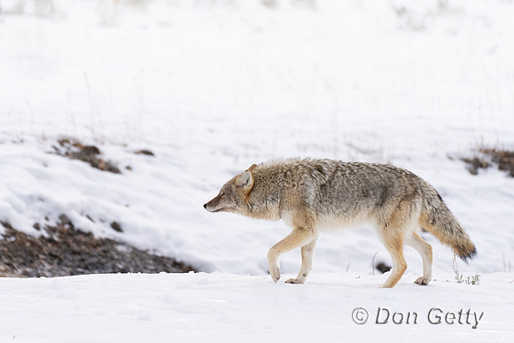 Coyote