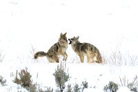Coyote