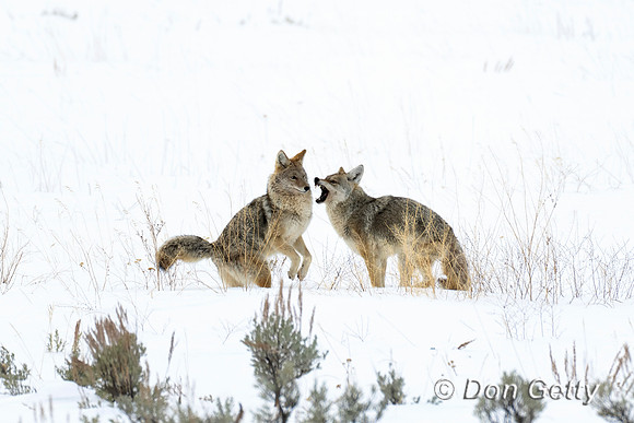 Coyote
