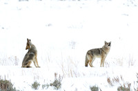 Coyote