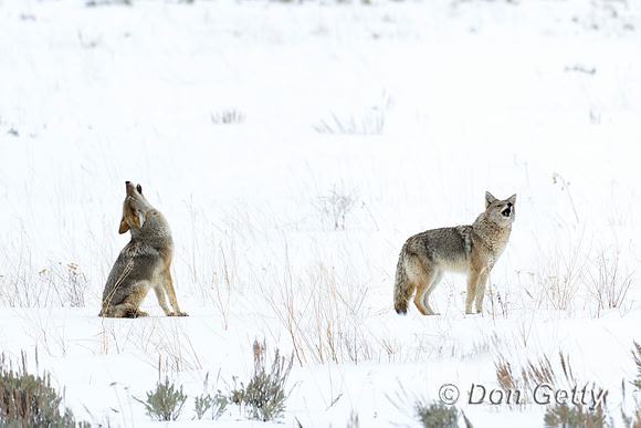 Coyote