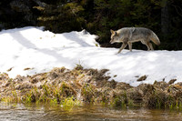 Coyote