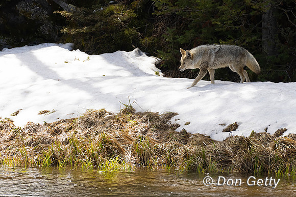 Coyote