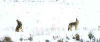 Coyote