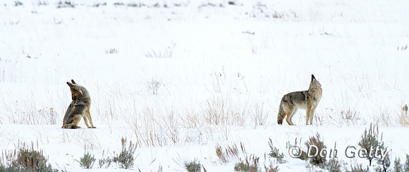 Coyote