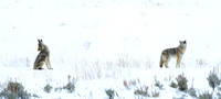 Coyote