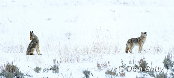 Coyote