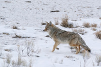 Coyote