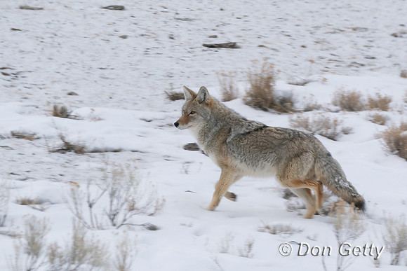Coyote