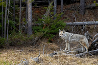 Coyote