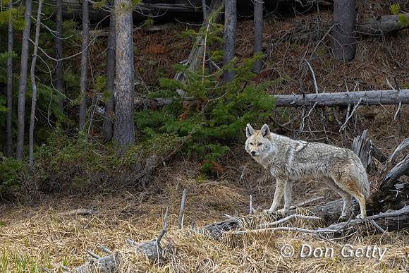 Coyote