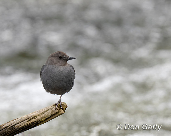 American Dipper