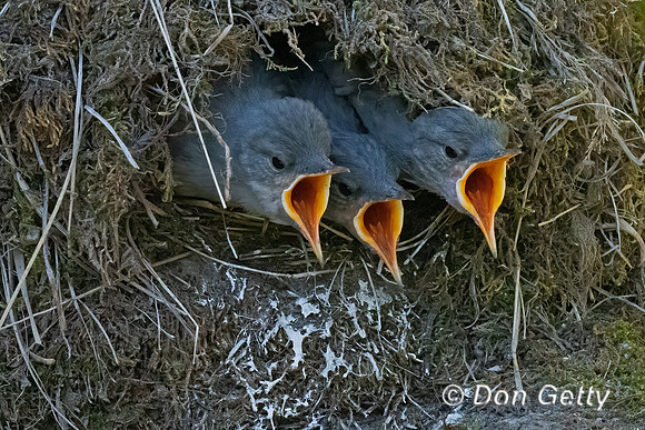 American Dipper