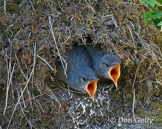 American Dipper