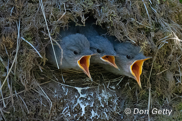 American Dipper