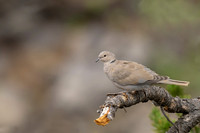 Eurasian Collared Dove