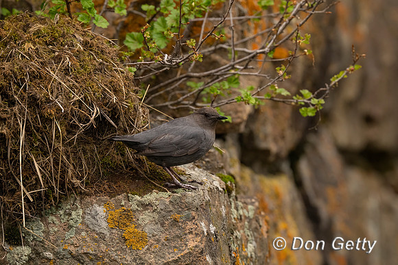 American Dipper